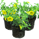 Set of 3 Large Plants - Calibrachoa Cabaret Diva Orange, Outdoor Garden Ready - Frankton's