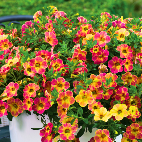 Set of 3 Large Plants - Calibrachoa Cabaret Diva Orange, Outdoor Garden Ready - Frankton's