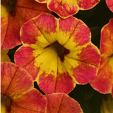 Set of 3 Large Plants - Calibrachoa Cabaret Diva Orange, Outdoor Garden Ready - Frankton's