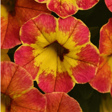 Set of 3 Large Plants - Calibrachoa Cabaret Diva Orange, Outdoor Garden Ready - Frankton's
