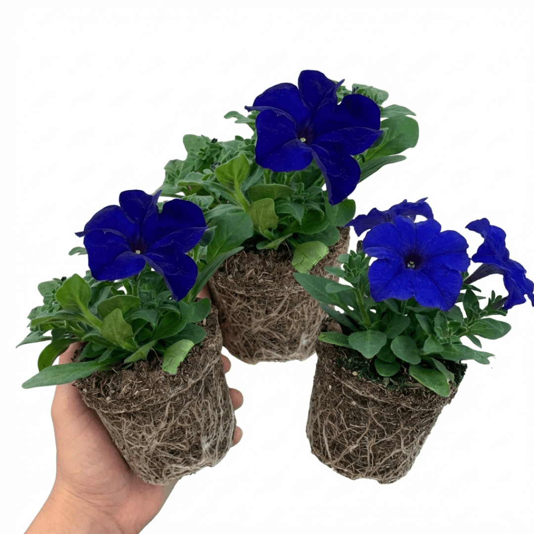 Set of 3 of 6 Large Plants - Petunia Express Blue, Outdoor Garden Ready - Frankton's