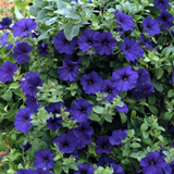 Set of 3 of 6 Large Plants - Petunia Express Blue, Outdoor Garden Ready - Frankton's
