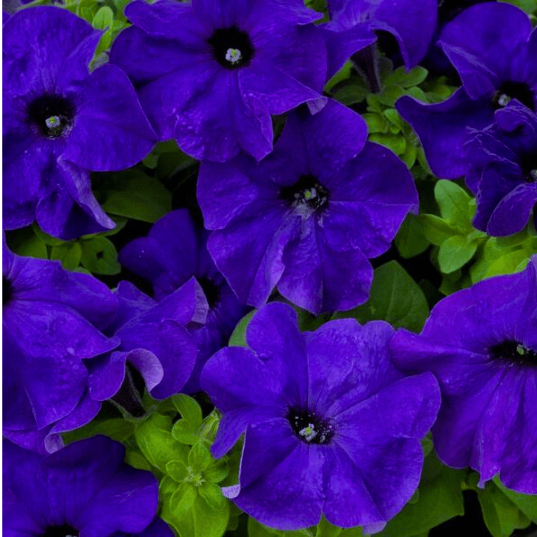 Set of 3 of 6 Large Plants - Petunia Express Blue, Outdoor Garden Ready - Frankton's