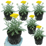 Set of 3 or 6 Achillea Cloth of Gold Yarrow Plants, Hardy Perennial, Bee Friendly Garden Flowers, Outdoor Garden Ready, 1 Litre Root-Ball - Frankton's