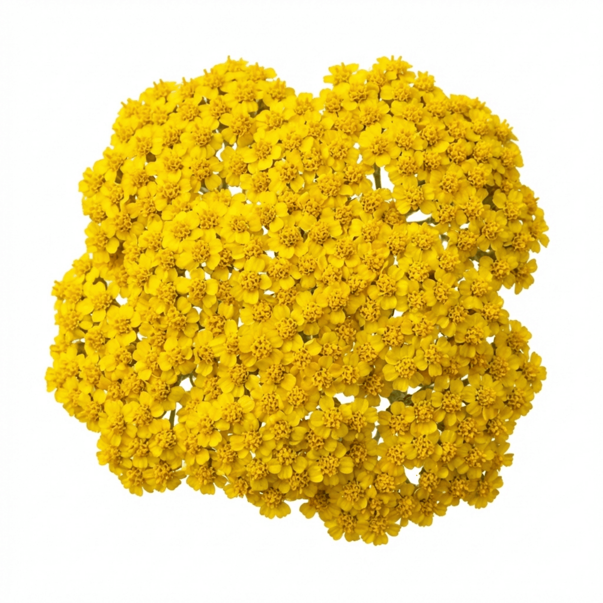 Set of 3 or 6 Achillea Cloth of Gold Yarrow Plants, Hardy Perennial, Bee Friendly Garden Flowers, Outdoor Garden Ready, 1 Litre Root-Ball - Frankton's