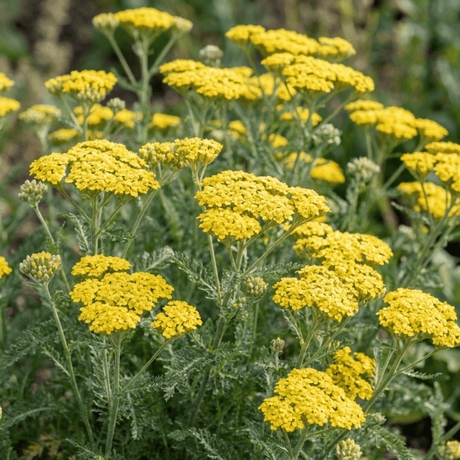 Set of 3 or 6 Achillea Cloth of Gold Yarrow Plants, Hardy Perennial, Bee Friendly Garden Flowers, Outdoor Garden Ready, 1 Litre Root-Ball - Frankton's