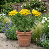 Set of 3 or 6 Achillea Cloth of Gold Yarrow Plants, Hardy Perennial, Bee Friendly Garden Flowers, Outdoor Garden Ready, 1 Litre Root-Ball - Frankton's