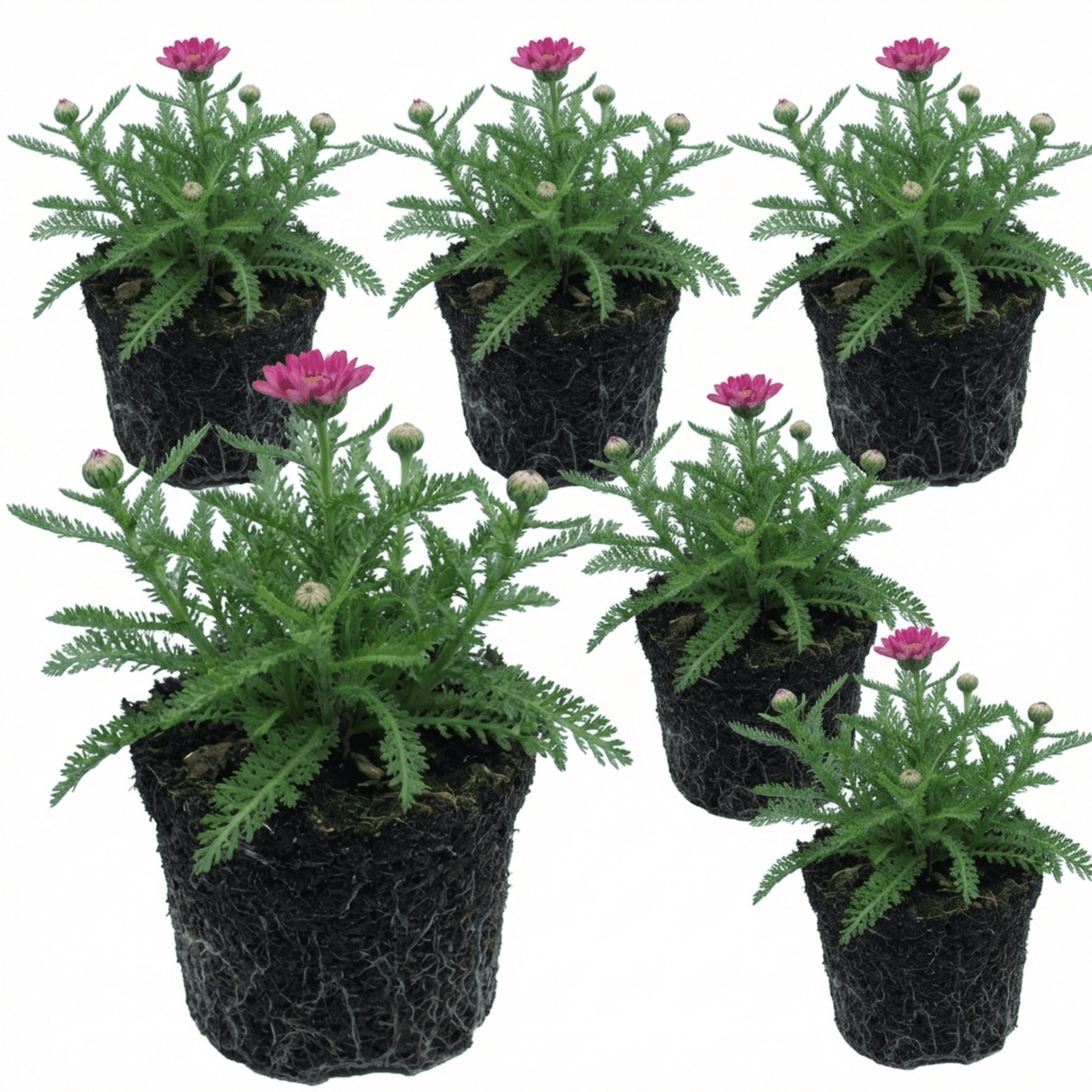 Set of 3 or 6 Achillea Millefolium Cerise Queen Plants, Hardy Pink Yarrow, Summer Flowering Perennial, Outdoor Garden Ready, 1 Litre / 11cm Root-Ball - Frankton's