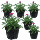 Set of 3 or 6 Achillea Millefolium Cerise Queen Plants, Hardy Pink Yarrow, Summer Flowering Perennial, Outdoor Garden Ready, 1 Litre / 11cm Root-Ball - Frankton's