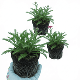 Set of 3 or 6 Achillea Millefolium Cerise Queen Plants, Hardy Pink Yarrow, Summer Flowering Perennial, Outdoor Garden Ready, 1 Litre / 11cm Root-Ball - Frankton's