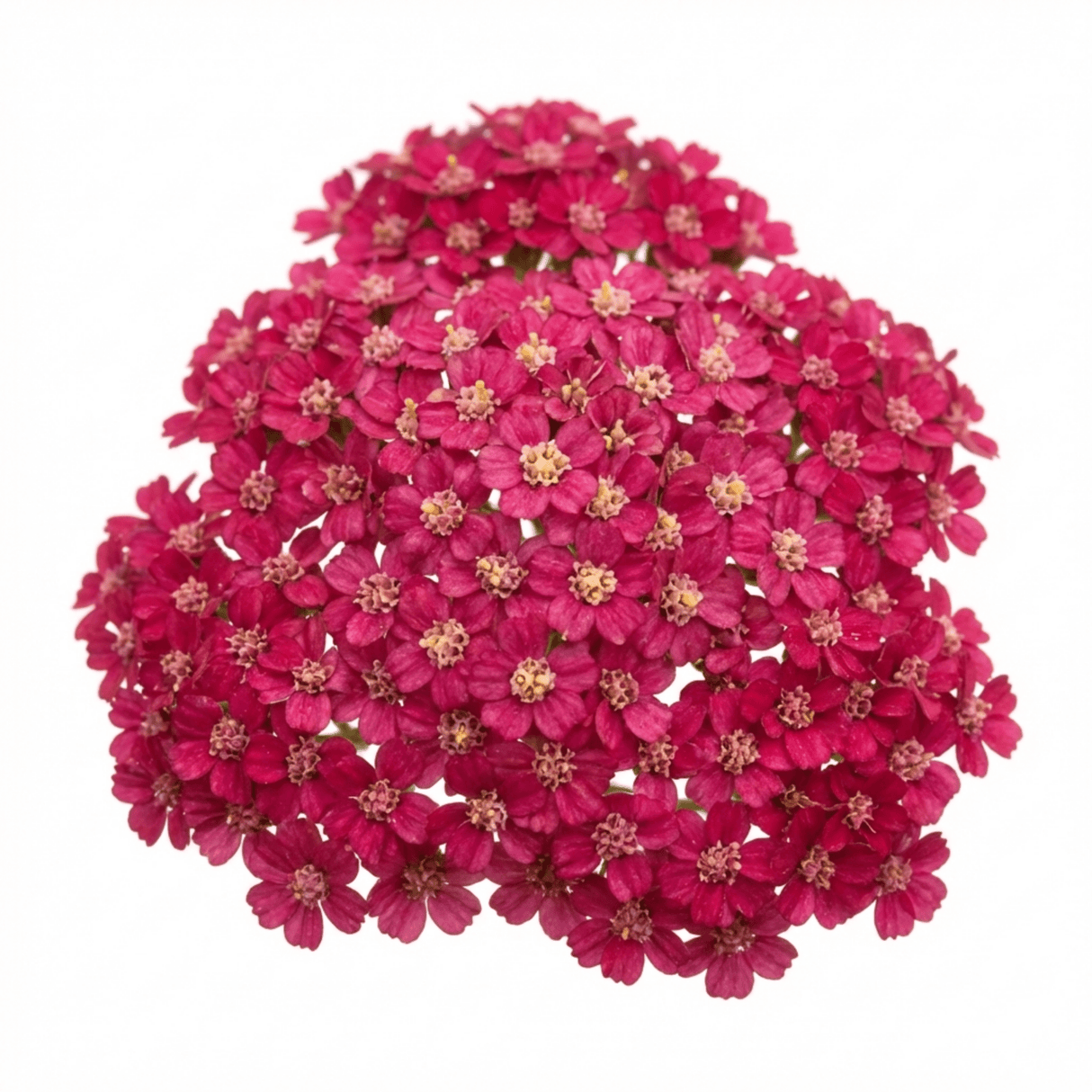 Set of 3 or 6 Achillea Millefolium Cerise Queen Plants, Hardy Pink Yarrow, Summer Flowering Perennial, Outdoor Garden Ready, 1 Litre / 11cm Root-Ball - Frankton's