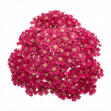 Set of 3 or 6 Achillea Millefolium Cerise Queen Plants, Hardy Pink Yarrow, Summer Flowering Perennial, Outdoor Garden Ready, 1 Litre / 11cm Root-Ball - Frankton's