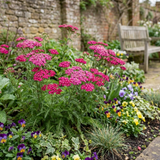 Set of 3 or 6 Achillea Millefolium Cerise Queen Plants, Hardy Pink Yarrow, Summer Flowering Perennial, Outdoor Garden Ready, 1 Litre / 11cm Root-Ball - Frankton's