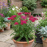 Set of 3 or 6 Achillea Millefolium Cerise Queen Plants, Hardy Pink Yarrow, Summer Flowering Perennial, Outdoor Garden Ready, 1 Litre / 11cm Root-Ball - Frankton's