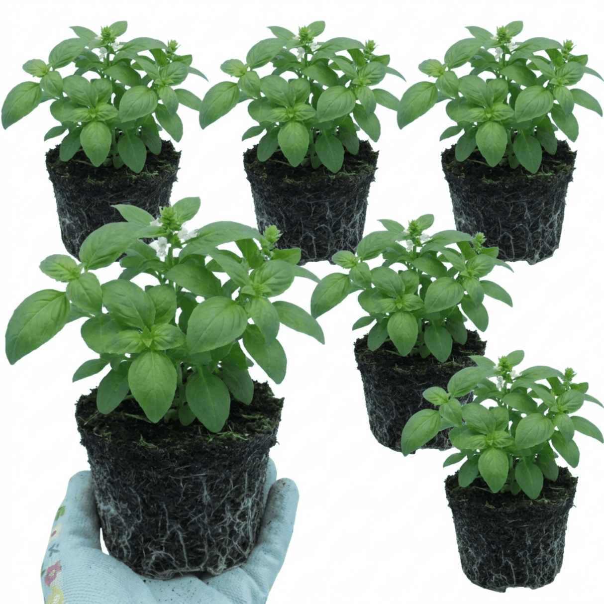 Set of 3 or 6 Basil Tauris Fresh Live Herb Plants, Aromatic Culinary Basil for Cooking & Kitchen Garden, 1 Litre Root Ball - Frankton's