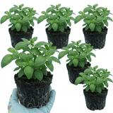 Set of 3 or 6 Basil Tauris Fresh Live Herb Plants, Aromatic Culinary Basil for Cooking & Kitchen Garden, 1 Litre Root Ball - Frankton's