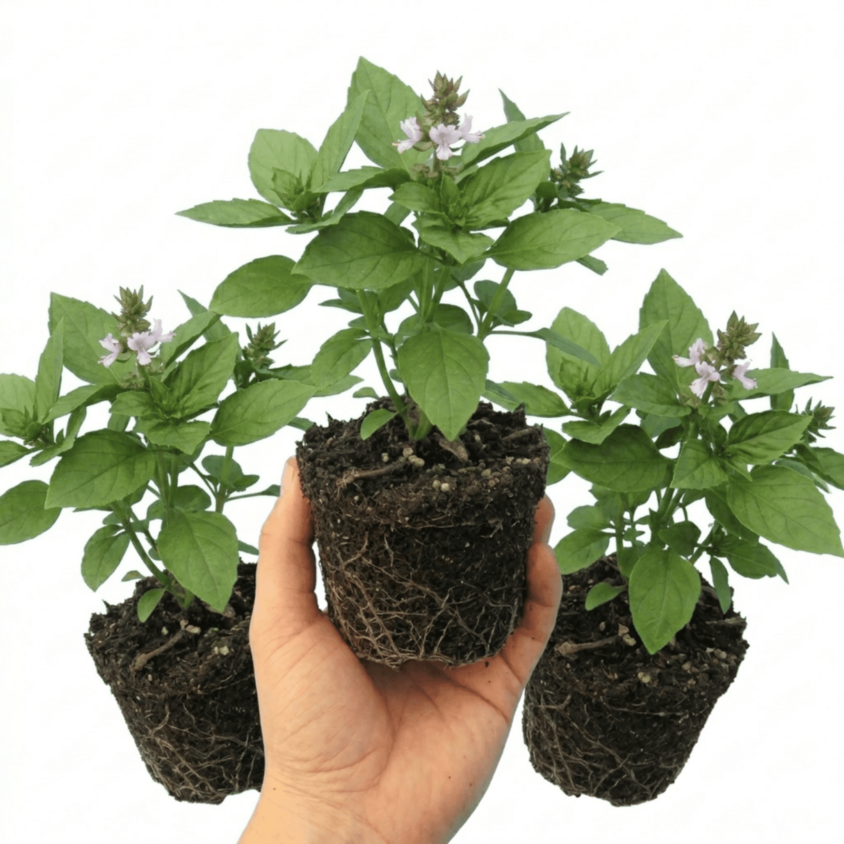 Set of 3 or 6 Basil Tauris Fresh Live Herb Plants, Aromatic Culinary Basil for Cooking & Kitchen Garden, 1 Litre Root Ball - Frankton's