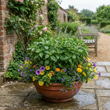 Set of 3 or 6 Basil Tauris Fresh Live Herb Plants, Aromatic Culinary Basil for Cooking & Kitchen Garden, 1 Litre Root Ball - Frankton's