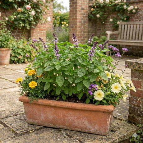 Set of 3 or 6 Basil Tauris Fresh Live Herb Plants, Aromatic Culinary Basil for Cooking & Kitchen Garden, 1 Litre Root Ball - Frankton's