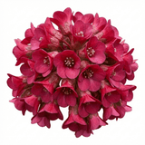 Set of 3 or 6 Bergenia Rotblum Hardy Evergreen Perennial Plants, Pink Flowering Ground Cover, Outdoor Garden Ready, 1 Litre Root-Ball - Frankton's