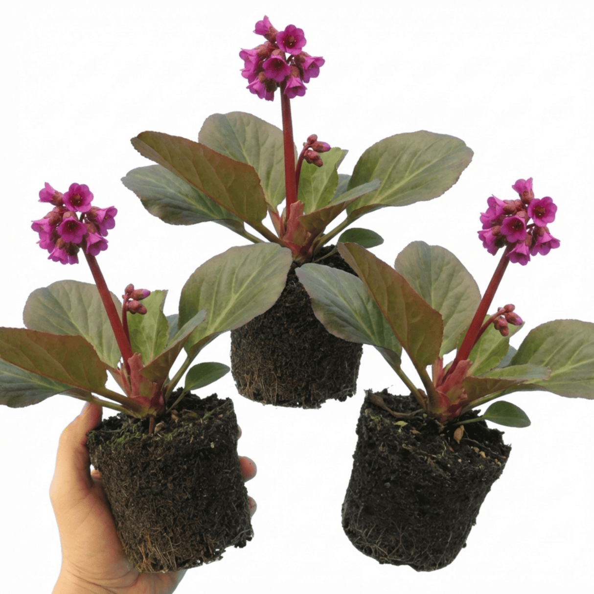 Set of 3 or 6 Bergenia Rotblum Hardy Evergreen Perennial Plants, Pink Flowering Ground Cover, Outdoor Garden Ready, 1 Litre Root-Ball - Frankton's