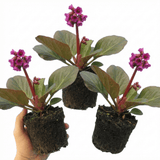 Set of 3 or 6 Bergenia Rotblum Hardy Evergreen Perennial Plants, Pink Flowering Ground Cover, Outdoor Garden Ready, 1 Litre Root-Ball - Frankton's