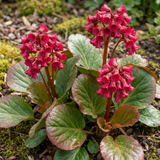 Set of 3 or 6 Bergenia Rotblum Hardy Evergreen Perennial Plants, Pink Flowering Ground Cover, Outdoor Garden Ready, 1 Litre Root-Ball - Frankton's