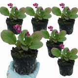 Set of 3 or 6 Bergenia Rotblum Hardy Evergreen Perennial Plants, Pink Flowering Ground Cover, Outdoor Garden Ready, 1 Litre Root-Ball - Frankton's
