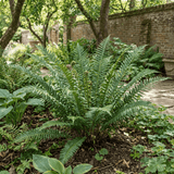 Set of 3 or 6 Braun's Holly Fern Polystichum Braunii Plants, Hardy Evergreen Perennial, 1Ltr Root-Ball - Frankton's