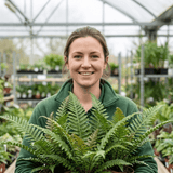 Set of 3 or 6 Braun's Holly Fern Polystichum Braunii Plants, Hardy Evergreen Perennial, 1Ltr Root-Ball - Frankton's