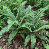 Set of 3 or 6 Braun's Holly Fern Polystichum Braunii Plants, Hardy Evergreen Perennial, 1Ltr Root-Ball - Frankton's