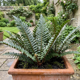 Set of 3 or 6 Braun's Holly Fern Polystichum Braunii Plants, Hardy Evergreen Perennial, 1Ltr Root-Ball - Frankton's