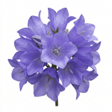 Set of 3 or 6 Campanula Persicifolia Caerulea Hardy Blue Bellflower Plants, Outdoor Garden Ready, 11cm Root-Ball - Frankton's