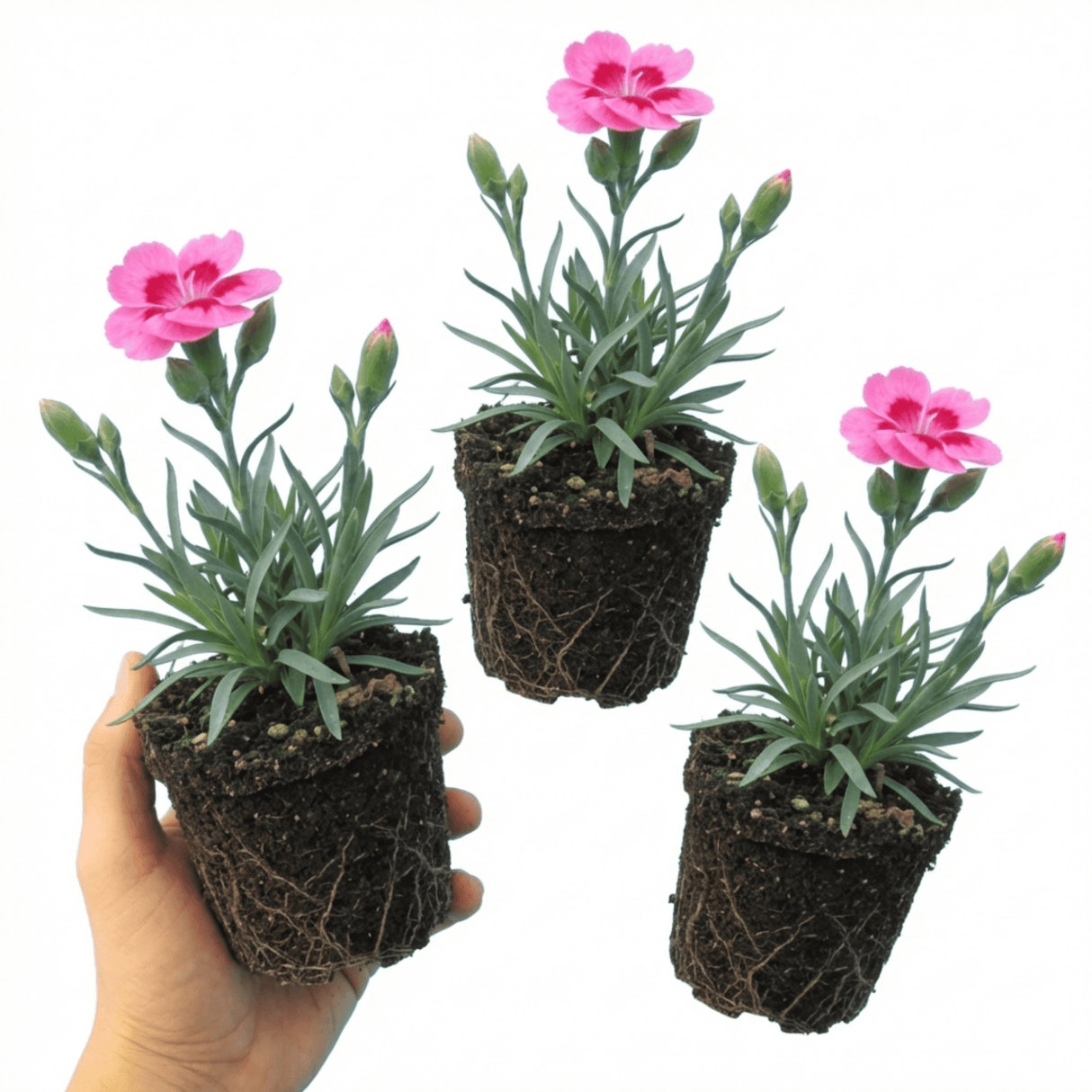 Set of 3 or 6 Carnation Oscar Pink Heart Plants – Fragrant Hardy Perennial Dianthus, Garden Ready, 10.5cm Root-Ball - Frankton's
