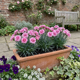 Set of 3 or 6 Carnation Oscar Pink Heart Plants – Fragrant Hardy Perennial Dianthus, Garden Ready, 10.5cm Root-Ball - Frankton's
