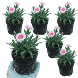 Set of 3 or 6 Carnation Oscar Pink Heart Plants – Fragrant Hardy Perennial Dianthus, Garden Ready, 10.5cm Root-Ball - Frankton's
