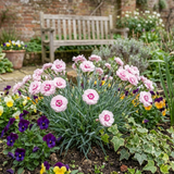 Set of 3 or 6 Carnation Oscar Pink Heart Plants – Fragrant Hardy Perennial Dianthus, Garden Ready, 10.5cm Root-Ball - Frankton's