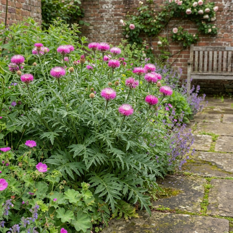 Set of 3 or 6 Centaurea Dealbata Bright Rose Persian Cornflower Plants, Hardy Cottage Garden Perennial, Outdoor Garden Ready, 1 Litre Root-Ball - Frankton's