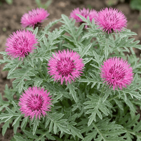Set of 3 or 6 Centaurea Dealbata Bright Rose Persian Cornflower Plants, Hardy Cottage Garden Perennial, Outdoor Garden Ready, 1 Litre Root-Ball - Frankton's