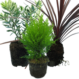 Set of 3 or 6 Container Middles Plants - Cupressus Wilma, Cordyline Red Star & Hebe Varigata - Frankton's