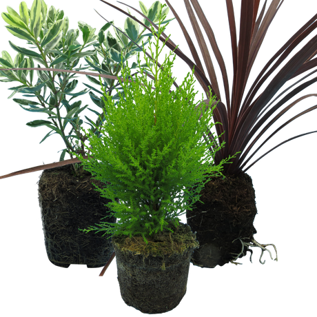 Set of 3 or 6 Container Middles Plants - Cupressus Wilma, Cordyline Red Star & Hebe Varigata - Frankton's