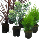 Set of 3 or 6 Container Middles Plants - Cupressus Wilma, Cordyline Red Star & Hebe Varigata - Frankton's