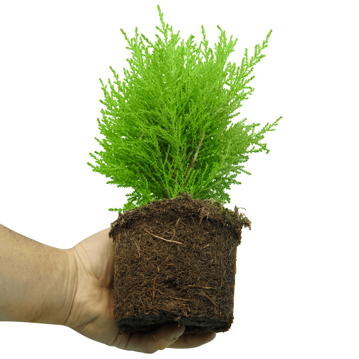 Set of 3 or 6 Container Middles Plants - Cupressus Wilma, Cordyline Red Star & Hebe Varigata - Frankton's