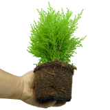 Set of 3 or 6 Container Middles Plants - Cupressus Wilma, Cordyline Red Star & Hebe Varigata - Frankton's