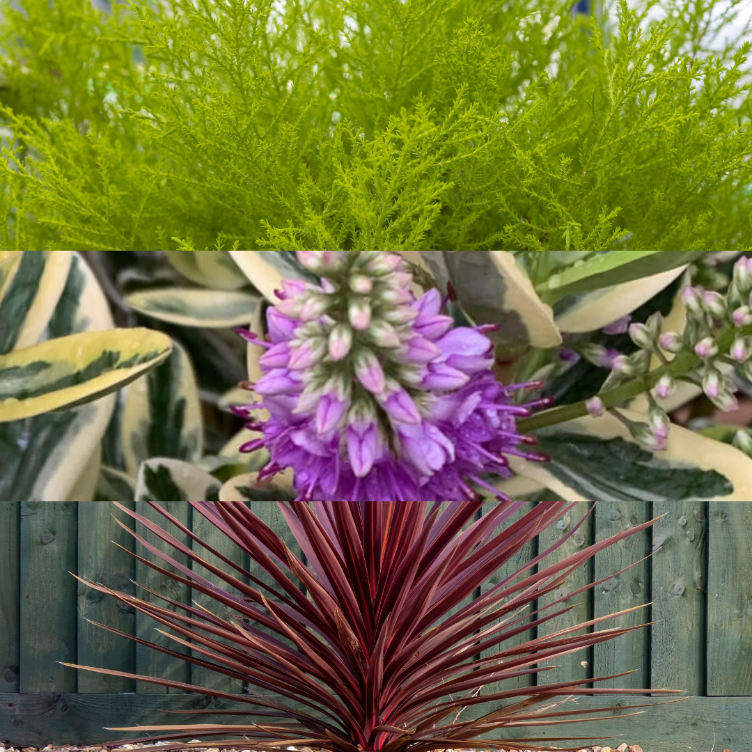 Set of 3 or 6 Container Middles Plants - Cupressus Wilma, Cordyline Red Star & Hebe Varigata - Frankton's