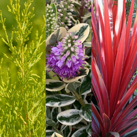 Set of 3 or 6 Container Middles Plants - Cupressus Wilma, Cordyline Red Star & Hebe Varigata - Frankton's