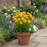 Set of 3 or 6 Coreopsis Early Sunrise Hardy Perennial Plants, Yellow Summer Flowers, Pollinator Friendly, 1 Litre Root Ball - Frankton's