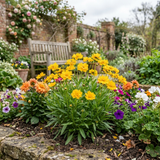 Set of 3 or 6 Coreopsis Early Sunrise Hardy Perennial Plants, Yellow Summer Flowers, Pollinator Friendly, 1 Litre Root Ball - Frankton's