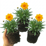 Set of 3 or 6 Coreopsis Early Sunrise Hardy Perennial Plants, Yellow Summer Flowers, Pollinator Friendly, 1 Litre Root Ball - Frankton's
