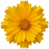 Set of 3 or 6 Coreopsis Early Sunrise Hardy Perennial Plants, Yellow Summer Flowers, Pollinator Friendly, 1 Litre Root Ball - Frankton's